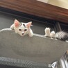 9/6譲渡会】おっとりマイペースなホイップちゃん サムネイル2