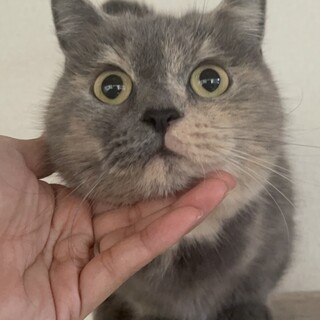 短足マンチカンの女の子