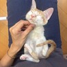 茶白のりくくん(白黒のうみちゃん兄妹) サムネイル2
