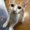 茶白のりくくん(白黒のうみちゃん兄妹) サムネイル3