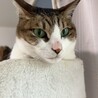 ぎんじぽこさん
