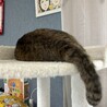 ギリギリねこ