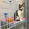 子猫時代