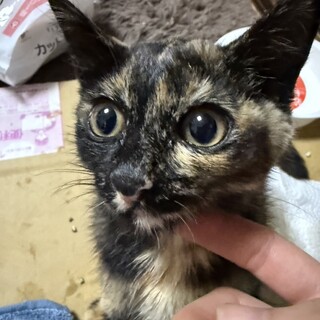 里親募集｜サビ猫♀ 生後約2ヶ月