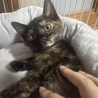 甘えん坊なサビ猫ちゃん