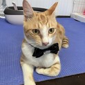緊急レスキューチャイくん