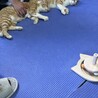 緊急レスキューチャイくん サムネイル3