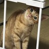 の写真