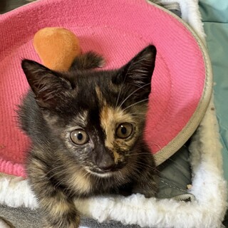 黒サビちゃんの里親さんを募集します