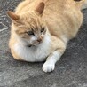 ひっすー