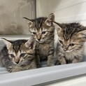 キジトラ三兄弟とブルーキジトラ♂4匹です