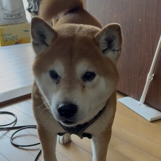 里親募集しております！
