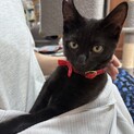 人にも猫にも愛嬌たっぷりの黒子猫、男の子です！