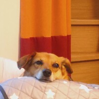 珊瑚