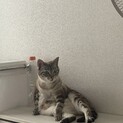 アメリカンショートヘア♀1.6歳