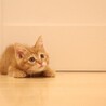 トラ吉 サムネイル4