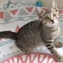 大きな猫さん大好き、抱っこ大好きトンボ君