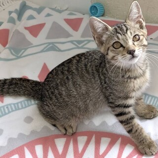 大きな猫さん大好き、抱っこ大好きトンボ君