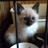 つぶらな瞳のお嬢さん・りんごちゃん サムネイル2