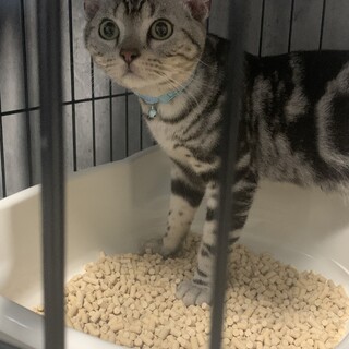 里親募集します。　オス　猫