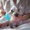 つぶらな瞳のお嬢さん・りんごちゃん サムネイル3