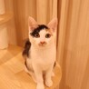 チロ♡ サムネイル6
