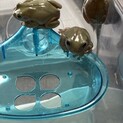 イエアメガエル3匹同時に里親募集します。