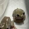 イエアメガエル3匹同時に里親募集します。 サムネイル3