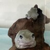 イエアメガエル3匹同時に里親募集します。 サムネイル4