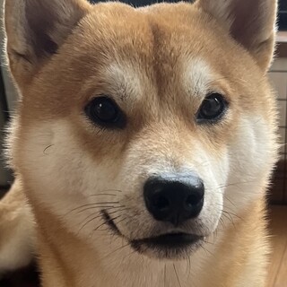 【レオ】柴犬1歳4ヶ月の男の子