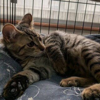 現場で保護した仔猫です