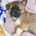 （お話し中）可愛いくてやんちゃなレモンちゃん