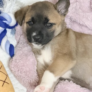 （お話し中）可愛いくてやんちゃなレモンちゃん