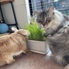 まめあおい
