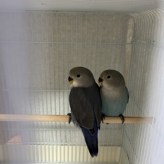 コザクラインコの飼い主さん募集