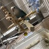 コザクラインコの飼い主さん募集 サムネイル2