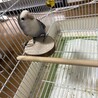 コザクラインコの飼い主さん募集 サムネイル3