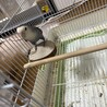 コザクラインコの飼い主さん募集 サムネイル5