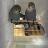 コザクラインコの飼い主さん募集 サムネイル6