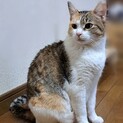 パステルカラーのミケ猫　みぃちゃん????3歳