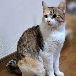 パステルカラーのミケ猫　みぃちゃん????3歳