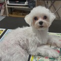 マルチーズ　7ヶ月歳　里親募集