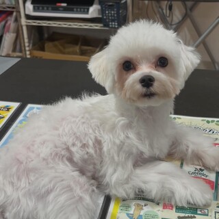 マルチーズ　7ヶ月歳　里親募集