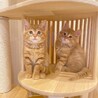 たぬ吉 サムネイル2