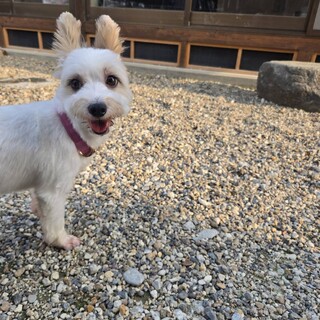 ヨークシャテリアミックスのルビーちゃん