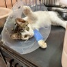 9/20里親会♫甘えんぼキジ白子猫♀いろは サムネイル2