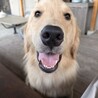 ブレーキはありません！全力前進！Timber サムネイル2