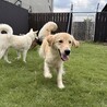 ブレーキはありません！全力前進！Timber サムネイル5