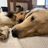 ブレーキはありません！全力前進！Timber サムネイル6