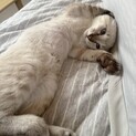 元気いっぱい！おめめクリクリ★シャムミックス★